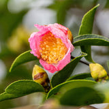 Jennifer Susan Camellia - Camellia sasanqua 'Jennifer Susan'-Evergreen,Flowering,Moderate Water,Outdoor,Partial Shade,Shrub,Slow Growing-Nursery Near Me