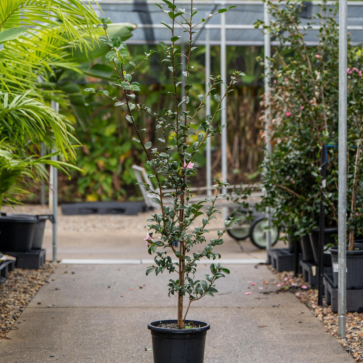 Jennifer Susan Camellia - Camellia sasanqua 'Jennifer Susan'-Evergreen,Flowering,Moderate Water,Outdoor,Partial Shade,Shrub,Slow Growing-Nursery Near Me