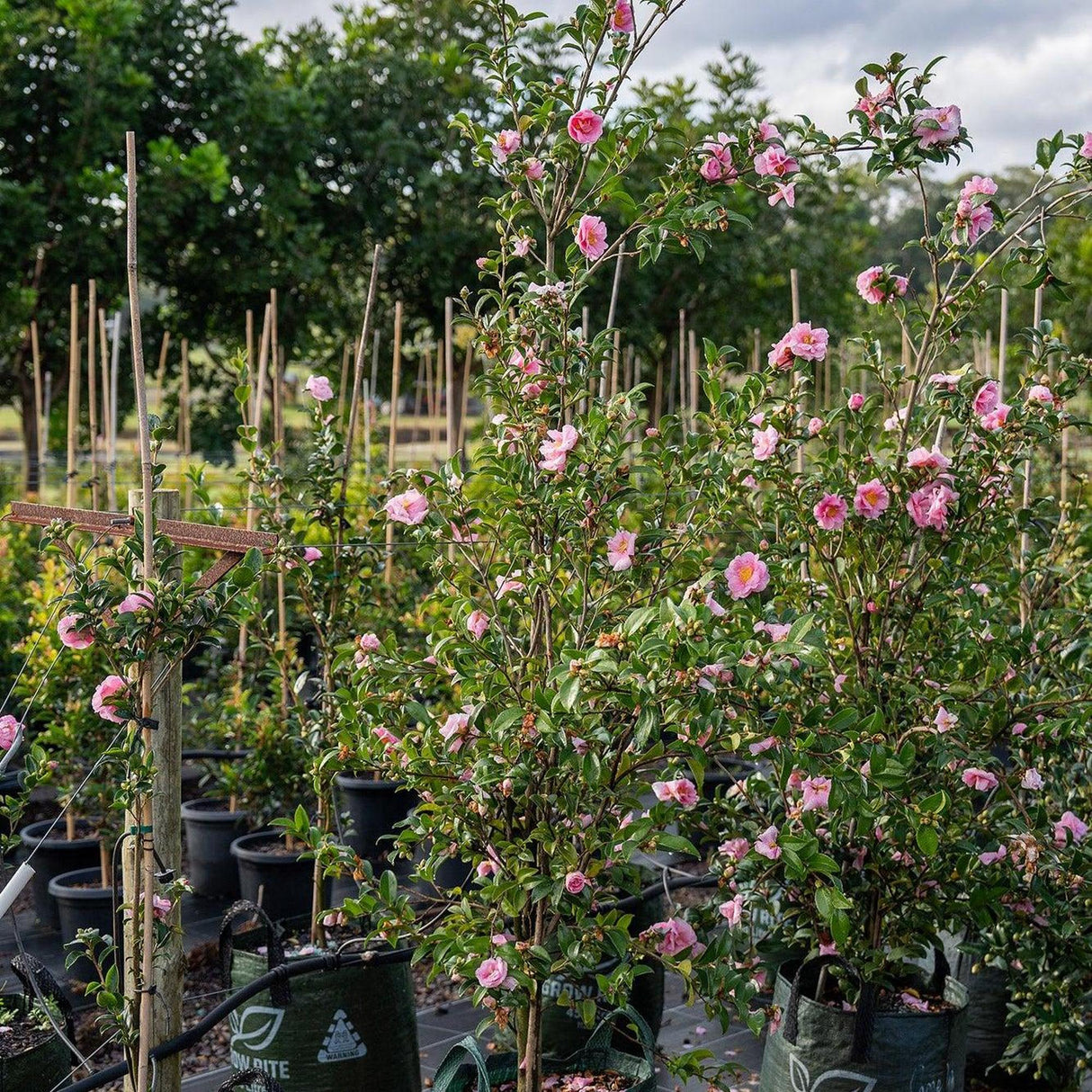 Jennifer Susan Camellia - Camellia sasanqua 'Jennifer Susan'-Evergreen,Flowering,Moderate Water,Outdoor,Partial Shade,Shrub,Slow Growing-Nursery Near Me