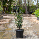 Jennifer Susan Camellia - Camellia sasanqua 'Jennifer Susan'-Evergreen,Flowering,Moderate Water,Outdoor,Partial Shade,Shrub,Slow Growing-Nursery Near Me