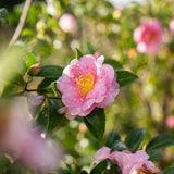 Jennifer Susan Camellia - Camellia sasanqua 'Jennifer Susan'-Evergreen,Flowering,Moderate Water,Outdoor,Partial Shade,Shrub,Slow Growing-Nursery Near Me