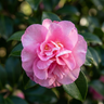Jennifer Susan Camellia