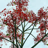 Jerilderie Red Tree