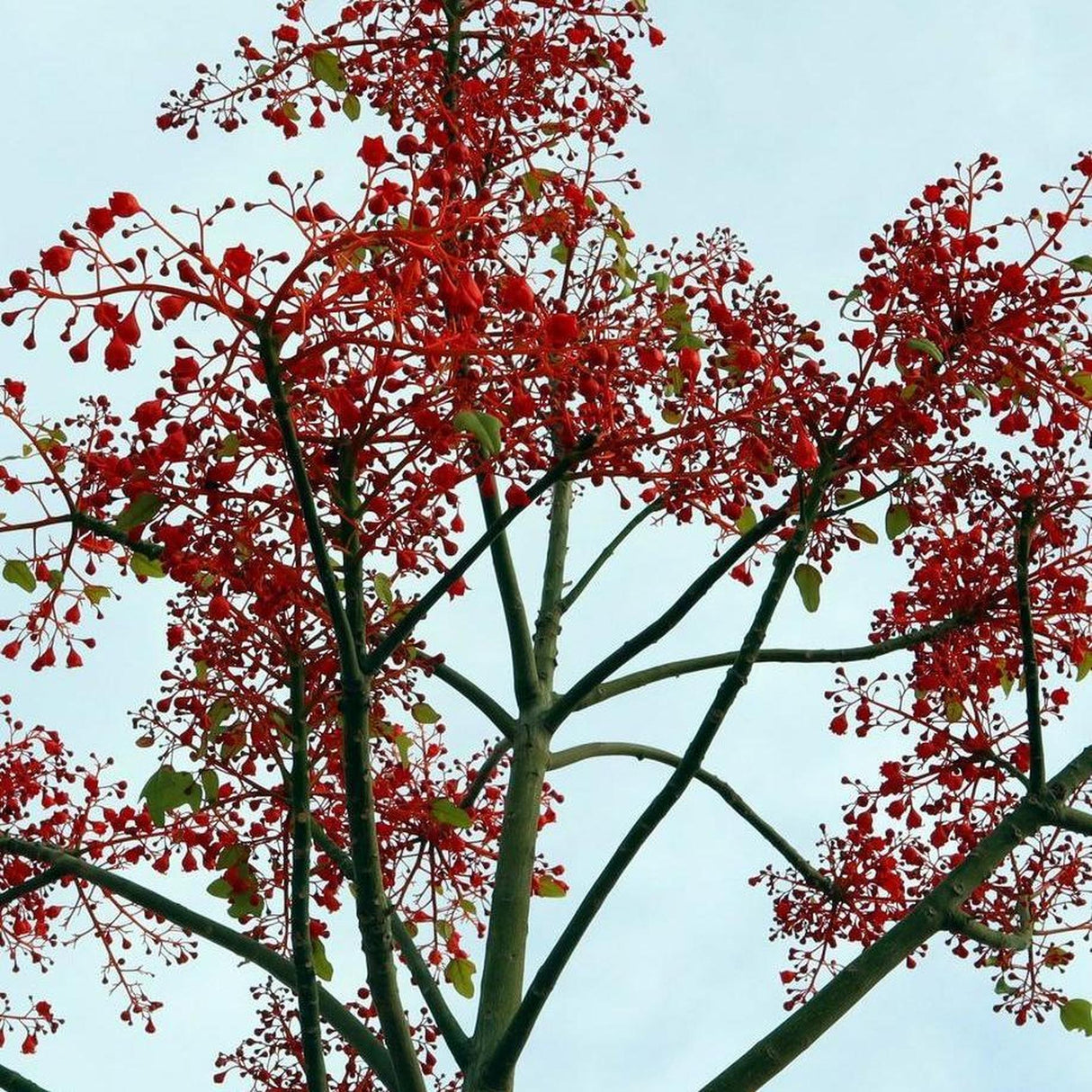 Jerilderie Red Tree - Brachychiton 'Jerilderie Red'-Deciduous,Fast Growing,Flowering,Full Sun,Moderate Water,Outdoor,Tree-Nursery Near Me