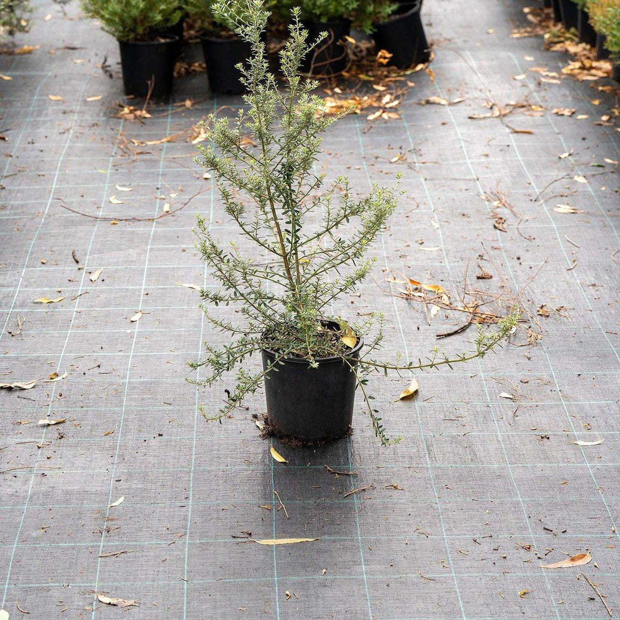 Jervis Gem Coastal Rosemary - Westringia fruticosa 'Jervis Gem'-Evergreen,Full Sun,Low Water,Native,Outdoor,Screening,Shrub,Slow Growing-Nursery Near Me