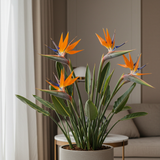 The Juncea Bird of Paradise (Strelitzia parvifolia var. juncea) features vivid orange and blue blooms in a pot, elegantly displayed near a window in a modern living room.