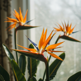 Close-up of three vibrant Juncea Bird of Paradise (Strelitzia parvifolia var. juncea) blooms with orange and blue petals by a sunlit window, their dramatic foliage enhancing the scene.