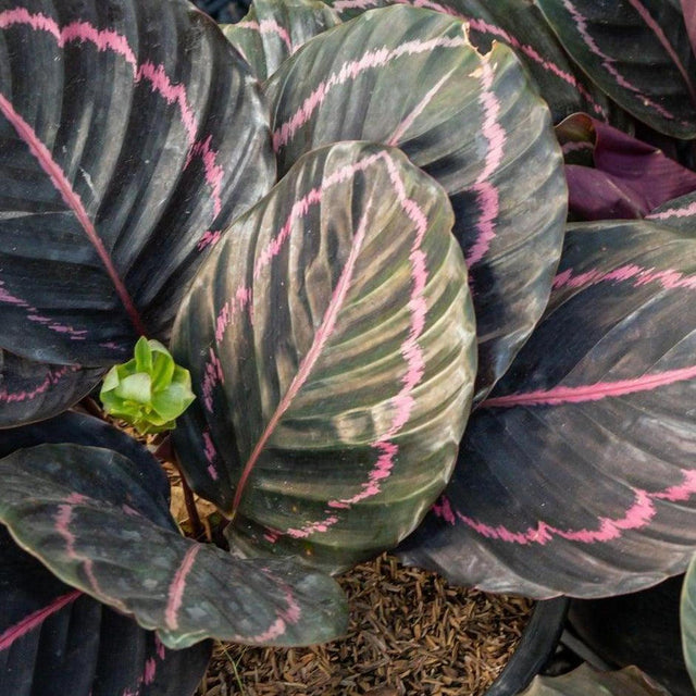 Jungle Rose Calathea - Calathea 'Jungle Rose'-Evergreen,Indoor,Moderate Water,Ornamental,Partial Shade,Slow Growing,Tropical-Nursery Near Me