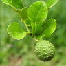 Kaffir Lime Tree