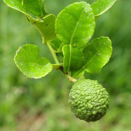 Kaffir Lime Tree - Citrus hystrix-Evergreen,Fruiting,Full Sun,Moderate Growing,Moderate Water,Outdoor,Tree,Tropical-Nursery Near Me