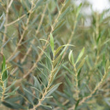 Kalamata Olive Tree - Olea europaea 'Kalamata'-Evergreen,Fruiting,Full Sun,Low Water,Moderate Growing,Outdoor,Tree-Nursery Near Me