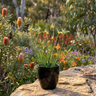 Kangaroo Paw