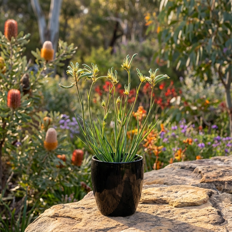 A Kangaroo Paw - Anigozanthos ‘Aussie Spirit’ with yellow-green flowers sits on a stone ledge in a vibrant native garden.