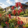 Kangaroo Paw