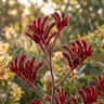 Kangaroo Paw