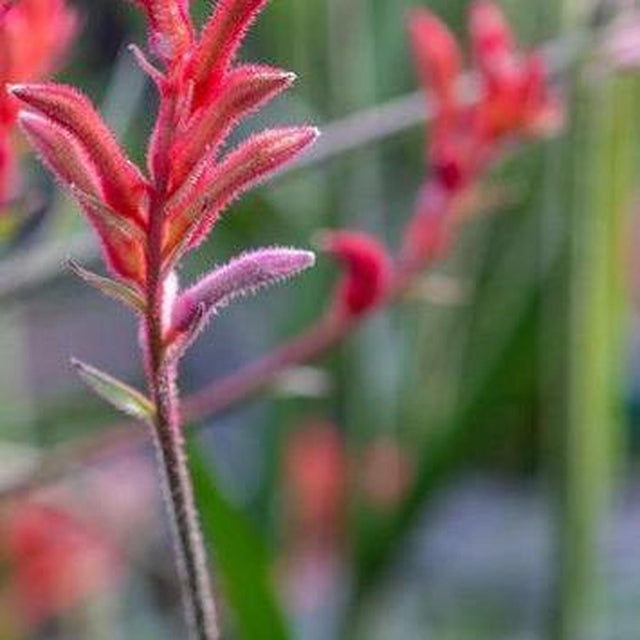 Kangaroo Paws - Anigozanthos Bush Ballad-Evergreen,Flowering,Full Sun,Low Water,Moderate Growing,Native,Outdoor-Nursery Near Me