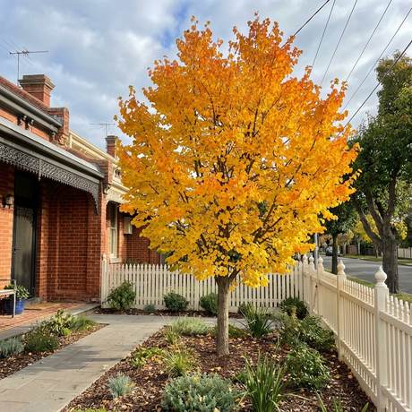 A Katsura Tree (Cercidiphyllum japonicum) with vibrant yellow foliage stands in a garden in front of a brick house and white picket fence.
