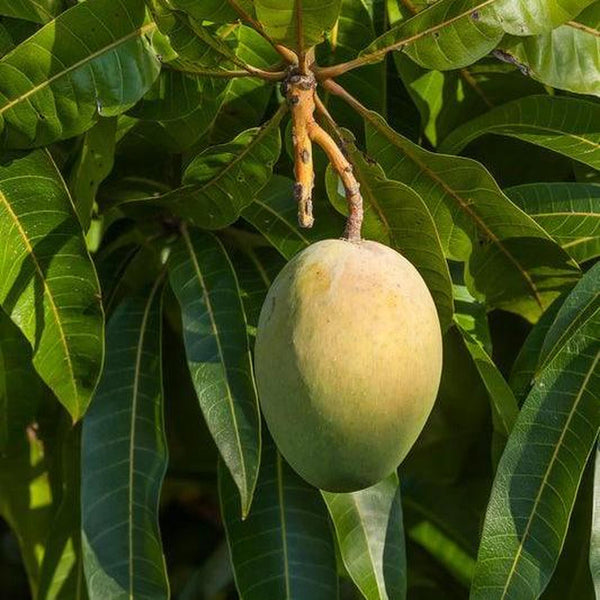 Mango Trees Near Me