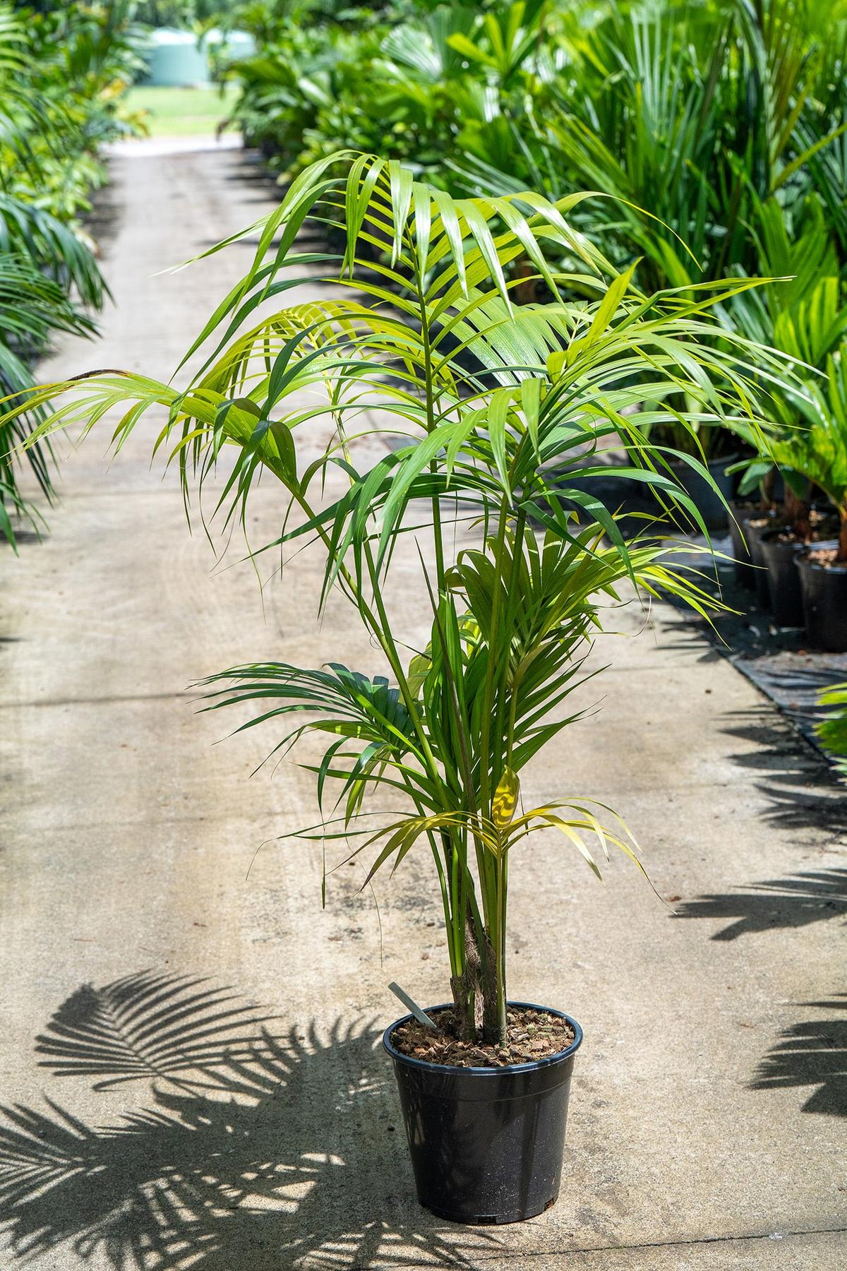 Kentia Palm - Howea forsteriana-Evergreen,Moderate Water,Outdoor,Palm,Partial Shade,Slow Growing,Tropical-Nursery Near Me