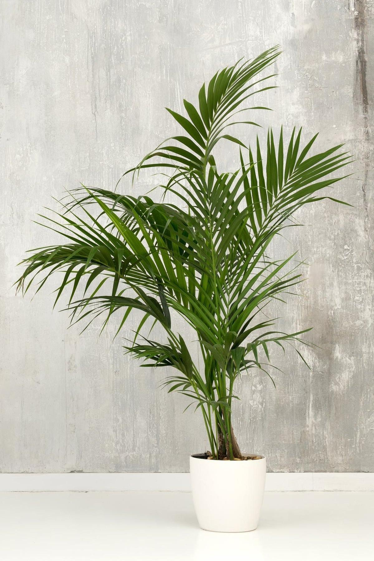 Kentia Palm - Howea forsteriana-Evergreen,Moderate Water,Outdoor,Palm,Partial Shade,Slow Growing,Tropical-Nursery Near Me