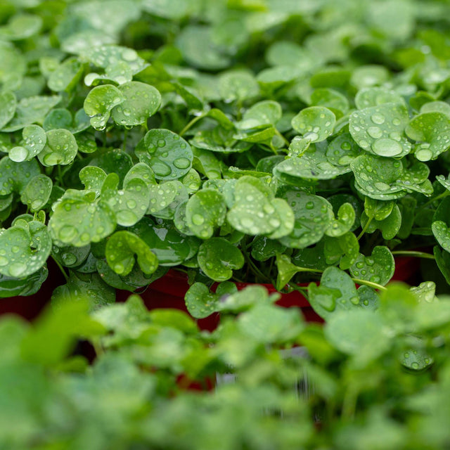 Kidney Weed - Dichondra repens-Evergreen,Ground Cover,Moderate Water,Native,Ornamental,Outdoor,Partial Shade,Slow Growing,Tiles-Nursery Near Me