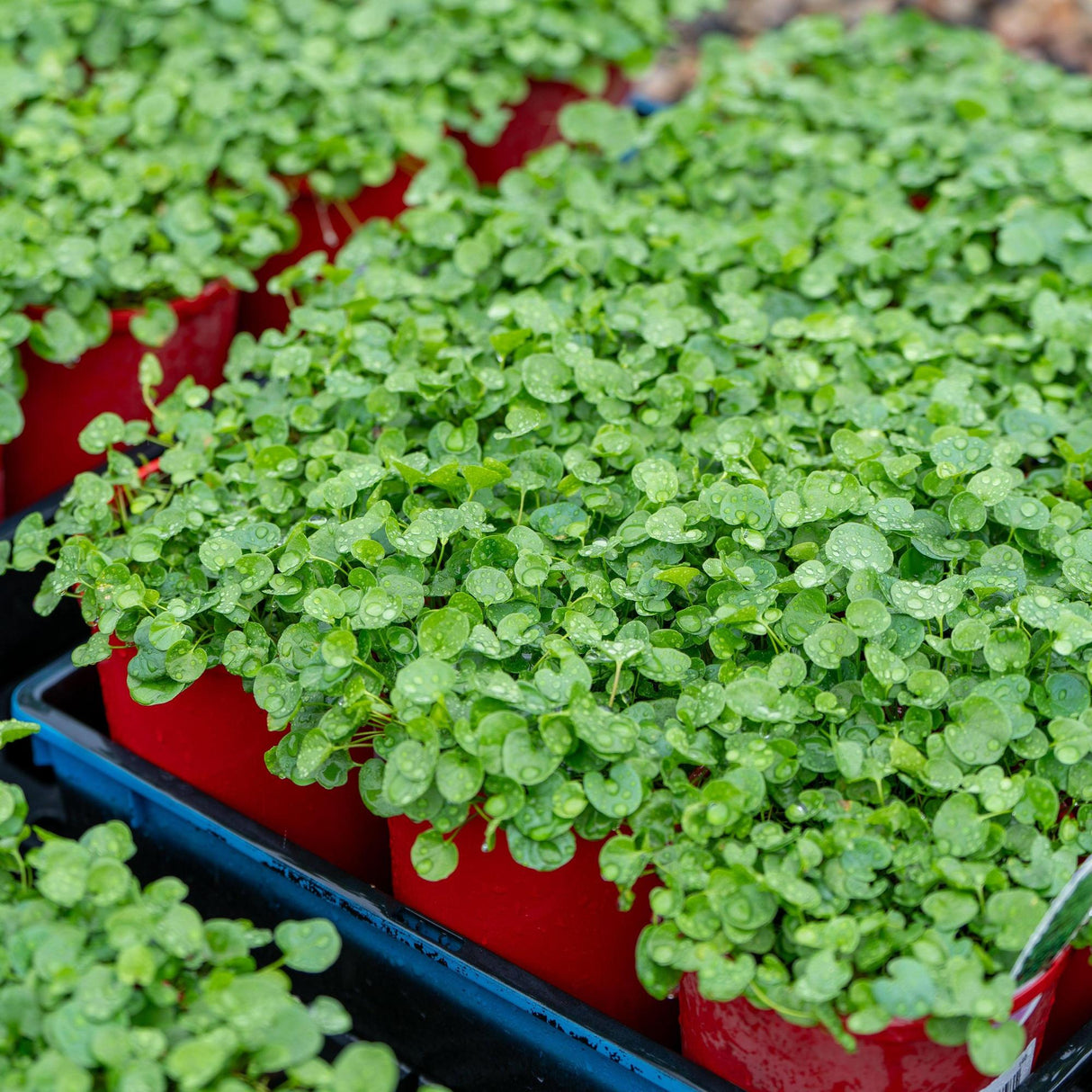 Kidney Weed - Dichondra repens-Evergreen,Ground Cover,Moderate Water,Native,Ornamental,Outdoor,Partial Shade,Slow Growing,Tiles-Nursery Near Me