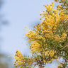 Kimberley Gold Grevillea