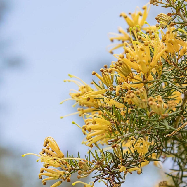 Kimberley Gold Grevillea - Grevillea 'Kimberley Gold'-Evergreen,Fast Growing,Flowering,Full Sun,Low Water,Native,Outdoor-Nursery Near Me