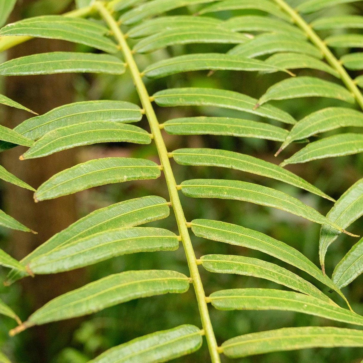 King Fern - Angiopteris evecta-Evergreen,Fast Growing,Fern,High Water,Outdoor,Partial Shade,Tropical-Nursery Near Me