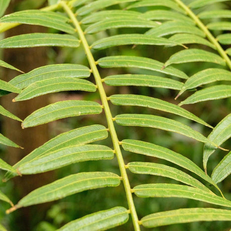 King Fern - Angiopteris evecta-Evergreen,Fast Growing,Fern,High Water,Outdoor,Partial Shade,Tropical-Nursery Near Me