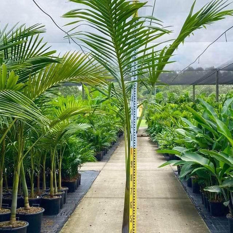 King Palm - Archontophoenix purpurea-Evergreen,Fast Growing,Full Sun,Moderate Water,Outdoor,Palm,Tropical-Nursery Near Me