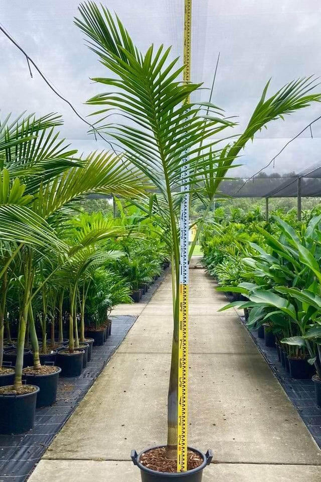 King Palm - Archontophoenix purpurea-Evergreen,Fast Growing,Full Sun,Moderate Water,Outdoor,Palm,Tropical-Nursery Near Me