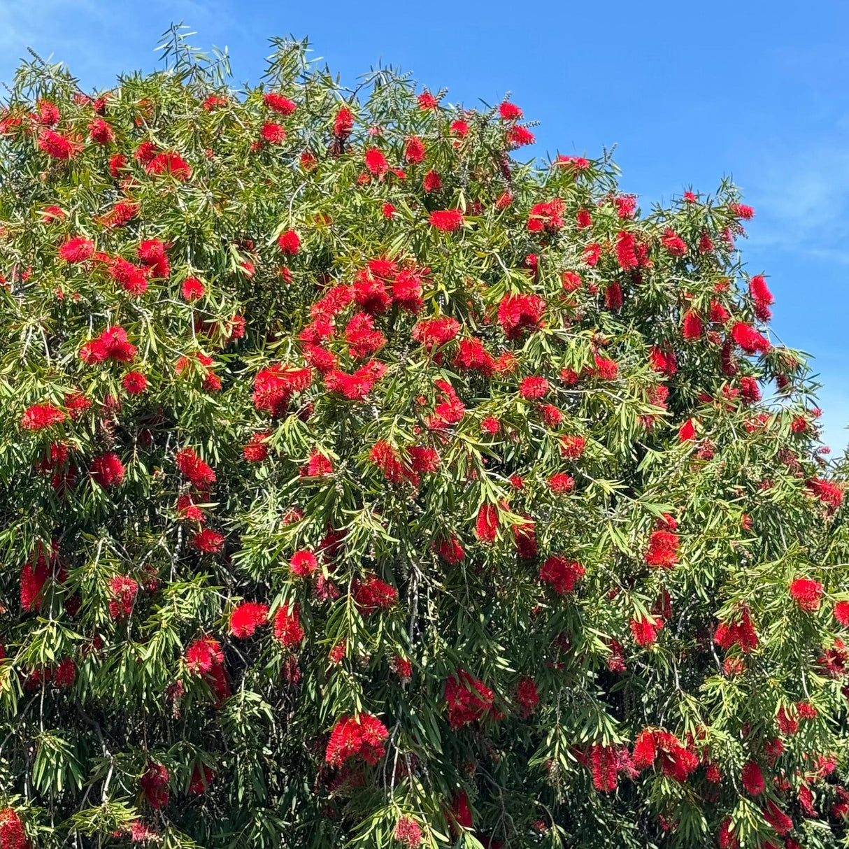 Kings Park Special Bottlebrush - Callistemon 'Kings Park Special' features green leaves and vibrant crimson-red flowers, creating a striking display against a bright blue sky.