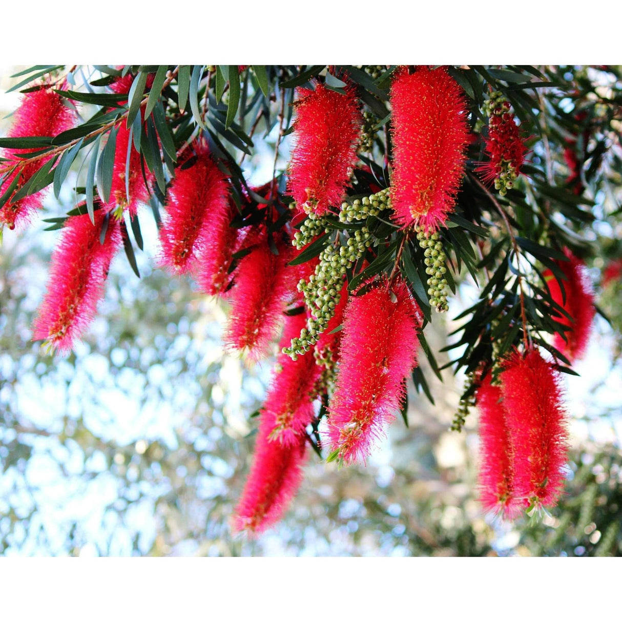 Kings Park Special Bottlebrush - Callistemon 'Kings Park Special'-Evergreen,Flowering,Full Sun,Moderate Growing,Moderate Water,Native,Outdoor,Screening-Nursery Near Me