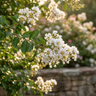 Kiowa Crepe Myrtle