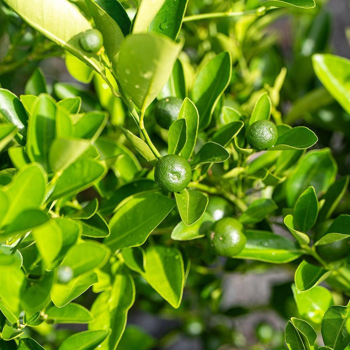 Kumquat Tree - Fortunella japonica-Evergreen,Fruiting,Full Sun,Moderate Growing,Moderate Water,Outdoor,Subtropical,Tree-Nursery Near Me