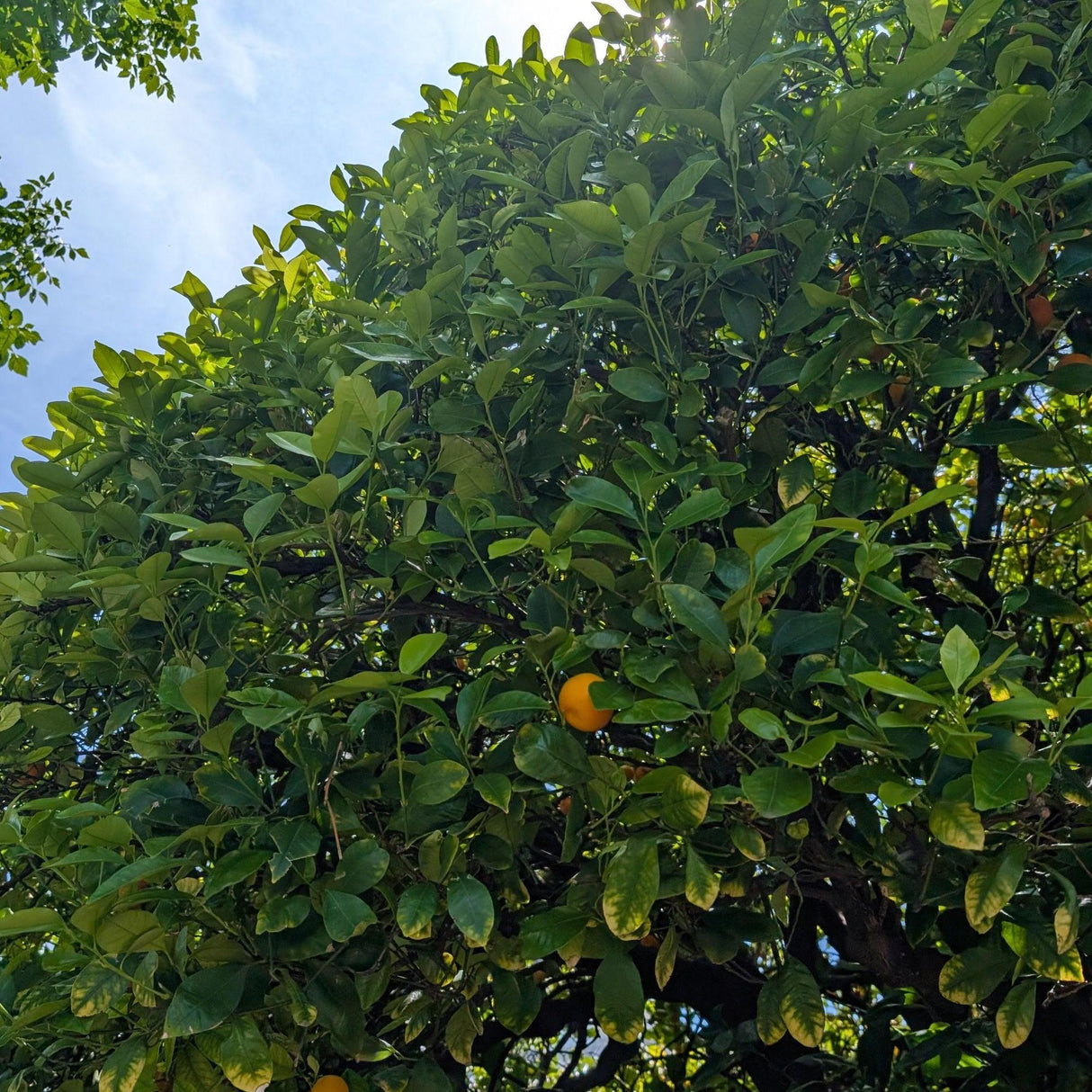 Kumquat Tree - Fortunella japonica-Evergreen,Fruiting,Full Sun,Moderate Growing,Moderate Water,Outdoor,Subtropical,Tree-Nursery Near Me