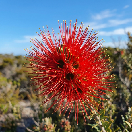 A close-up of the vivid red Scarlet Kunzea (Kunzea baxteri) flower, an Australian native shrub, set against a blue sky and green foliage.