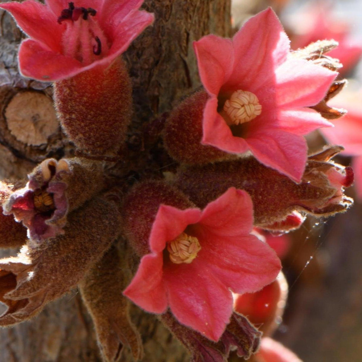 Kurrajong Tree - Brachychiton bidwillii-Deciduous,Flowering,Full Sun,Moderate Water,Native,Outdoor,Slow Growing,Tree-Nursery Near Me