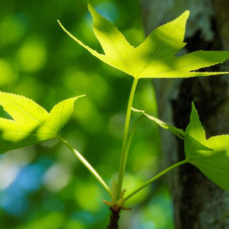 Close-up of LIQUIDAMBAR styraciflua (Sweet Gum) - Ex Ground leaves on a branch, highlighted by sunlight and a blurred green background for instant landscape impact.