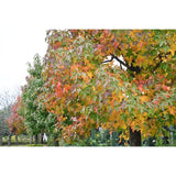 LIQUIDAMBAR styraciflua "Sweet Gum" (Liquidambar) - Ex Ground-Deciduous,Ex Ground,Full Sun,Moderate Growing,Moderate Water,Native,Outdoor,Tree-Nursery Near Me