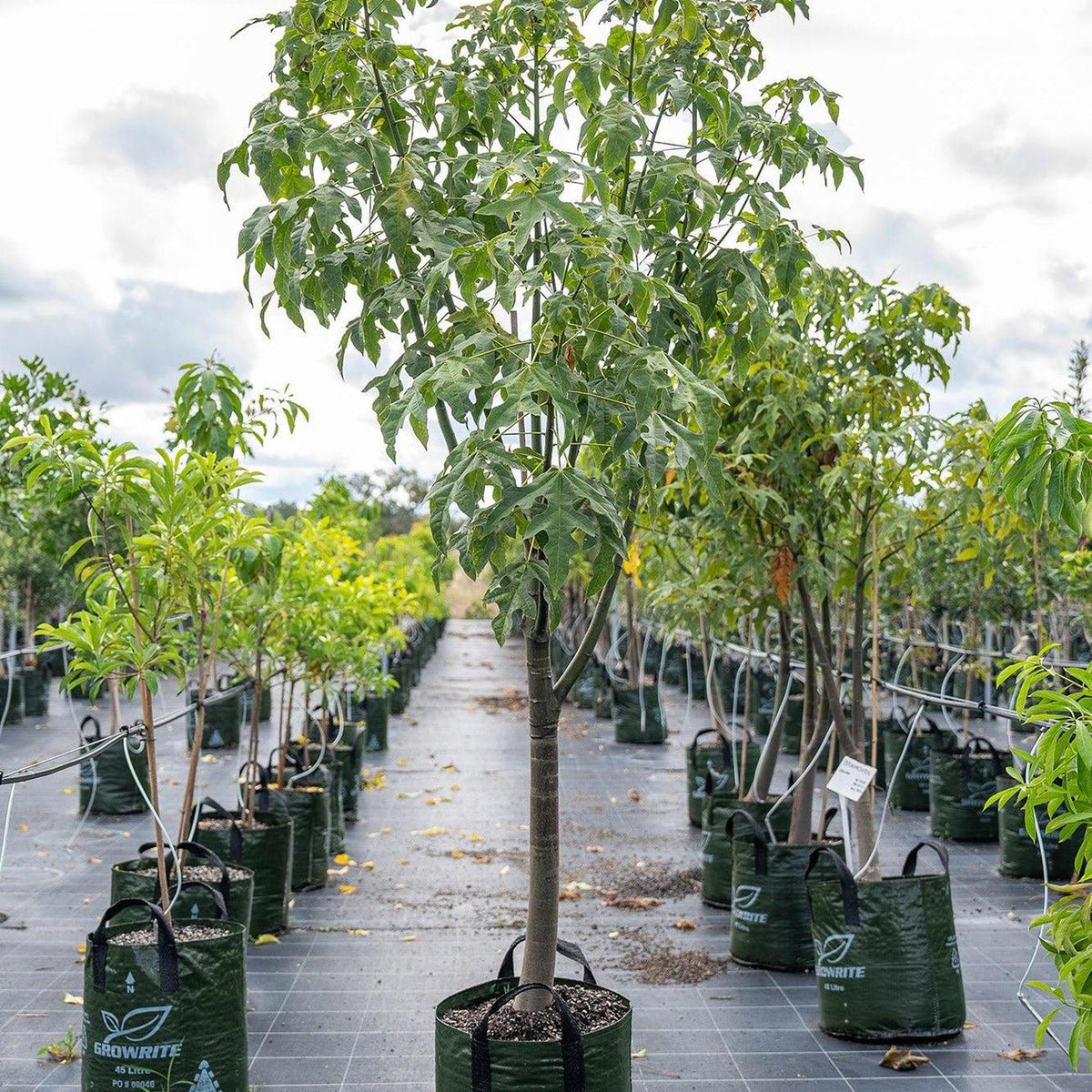 Lacebark Tree Lacebark Tree - Brachychiton discolor | Buy Online Australia – Nursery ...