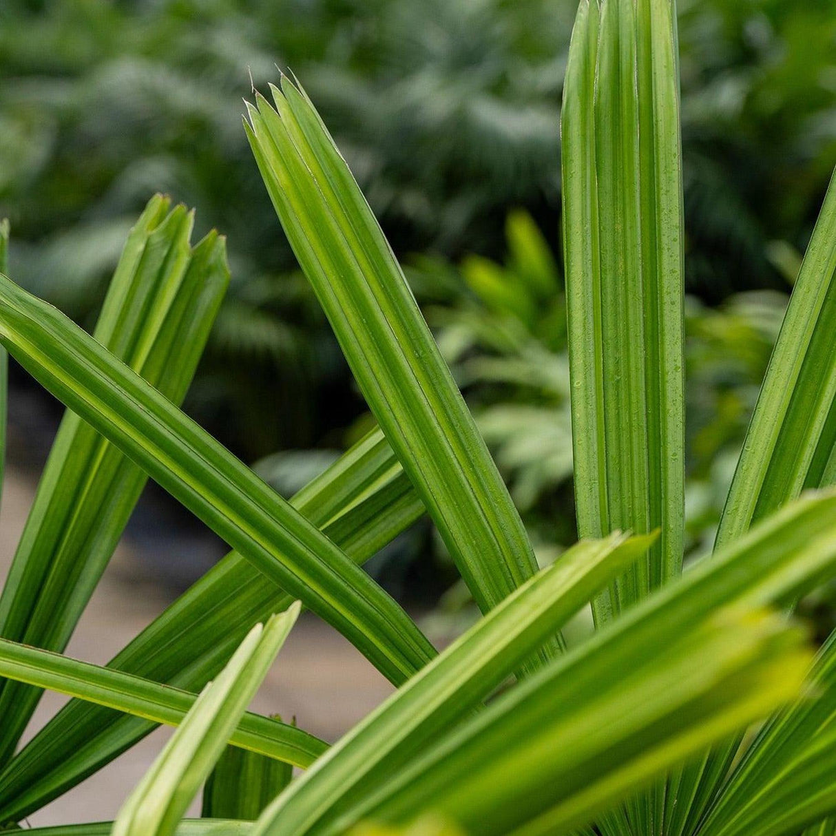 Lady Palm - Rhapis excelsa-Evergreen,Indoor,Moderate Water,Palm,Partial Shade,Slow Growing,Tropical-Nursery Near Me