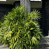 Lady Palm - Rhapis excelsa-Evergreen,Indoor,Moderate Water,Palm,Partial Shade,Slow Growing,Tropical-Nursery Near Me