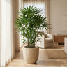Lady Palm