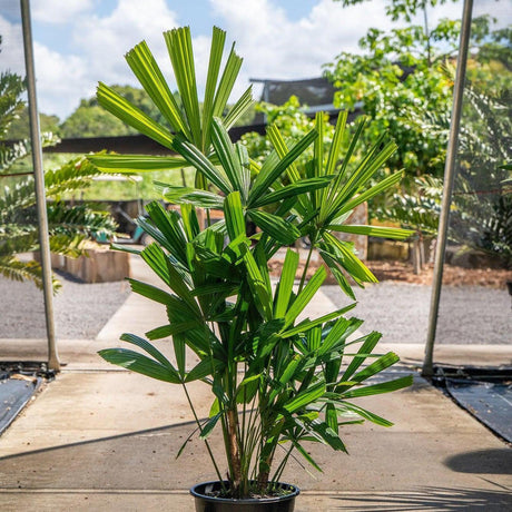 Lady Palm - Rhapis excelsa-Evergreen,Indoor,Moderate Water,Palm,Partial Shade,Slow Growing,Tropical-Nursery Near Me