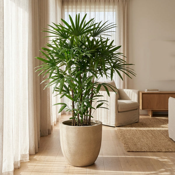 The Lady Palm (Rhapis excelsa), a low-maintenance plant, is potted in a sunlit living room with light curtains and modern furniture.