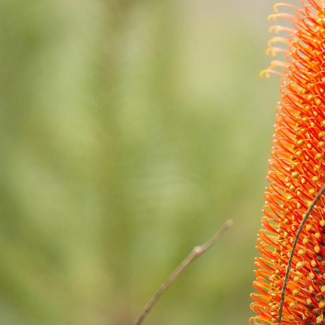 Lantern Banksia - Banksia ericifolia-Evergreen,Flowering,Full Sun,Low Water,Native,Outdoor,Shrub,Slow Growing-Nursery Near Me