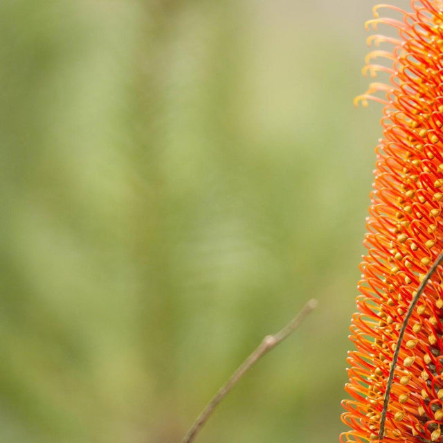 Lantern Banksia - Banksia ericifolia-Evergreen,Flowering,Full Sun,Low Water,Native,Outdoor,Shrub,Slow Growing-Nursery Near Me