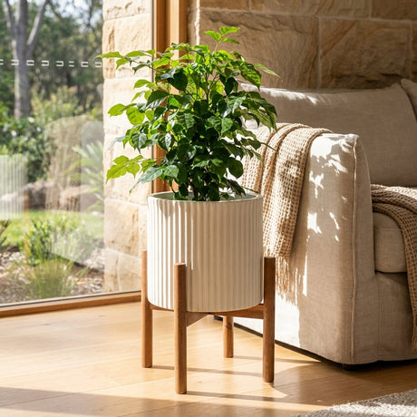A large green potted plant sits on a Large Natural Planter Stand (available in various sizes) next to a beige sofa by a sunny window.